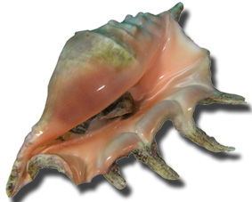 Conch